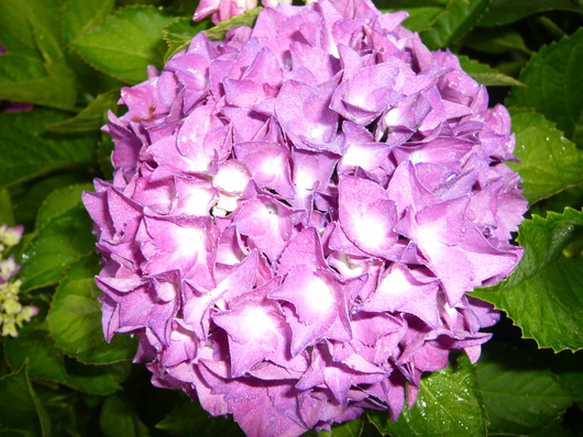 a0206332_749329.jpg
