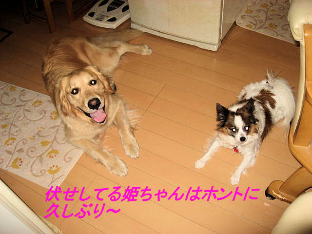 a0149240_16261571.jpg