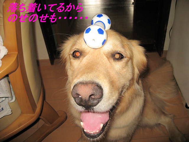a0149240_16283741.jpg
