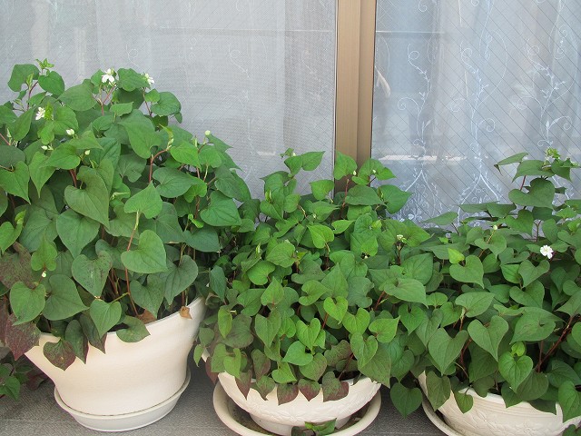 c0076141_10155177.jpg