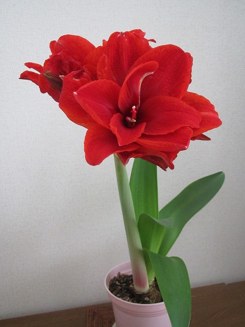 c0076141_1075288.jpg