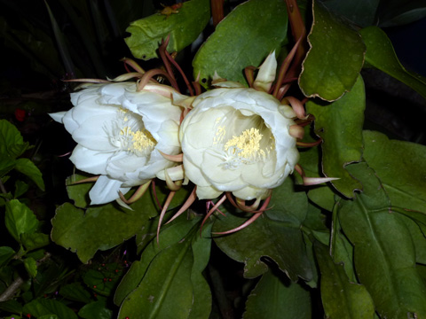 f0014842_1746913.jpg
