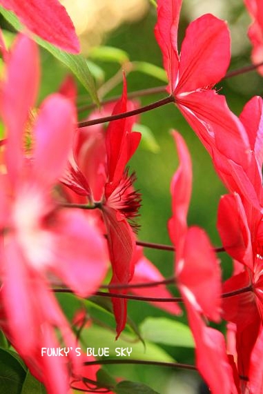c0145250_1181099.jpg