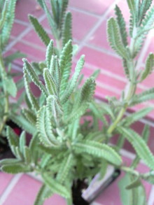 c0238354_21184070.jpg