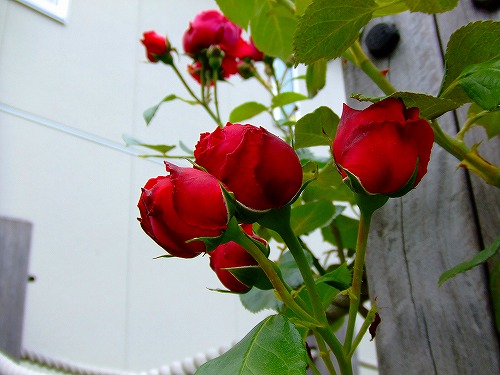 a0104162_20271048.jpg