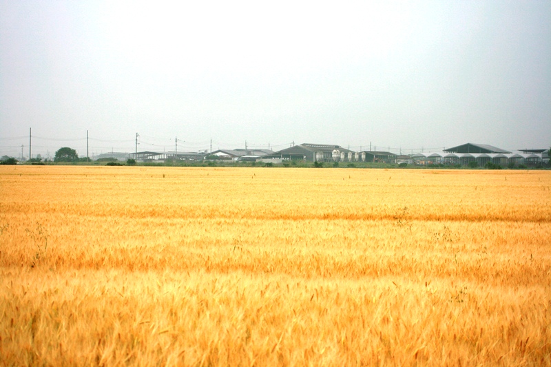 f0088569_10415978.jpg