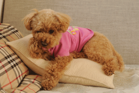 c0196673_18472052.gif
