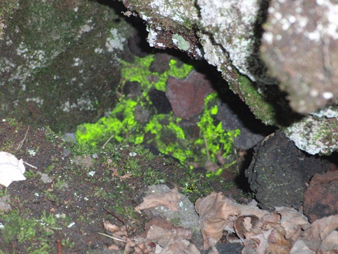 c0163878_1003278.jpg