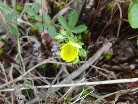 c0163878_100640.jpg