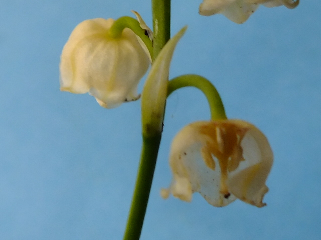 e0145782_17183620.jpg