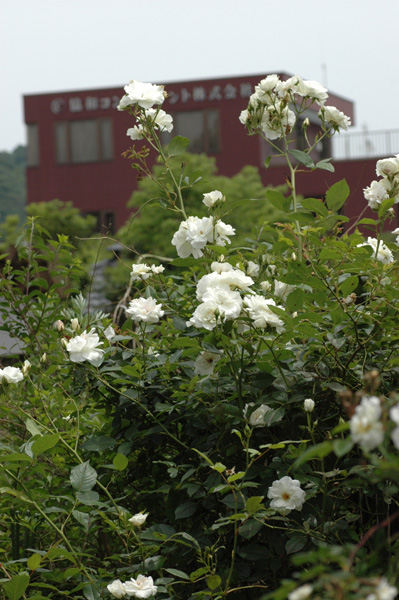 c0026690_20112039.jpg