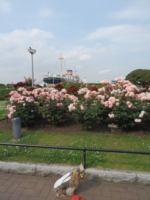 f0130894_20241017.jpg