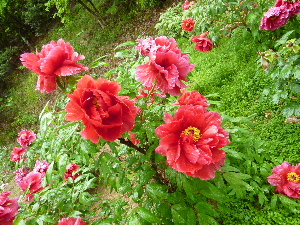 a0157619_2201077.jpg