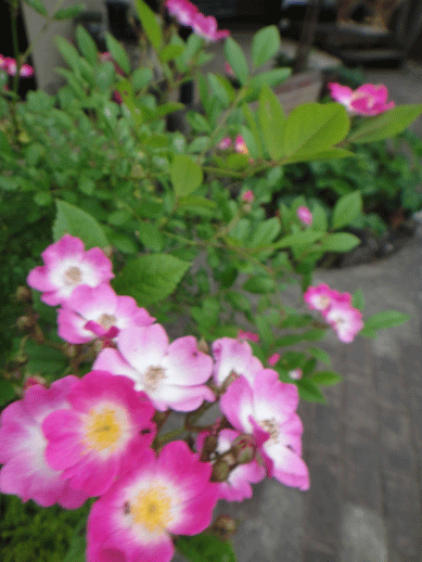 c0197829_16273265.gif