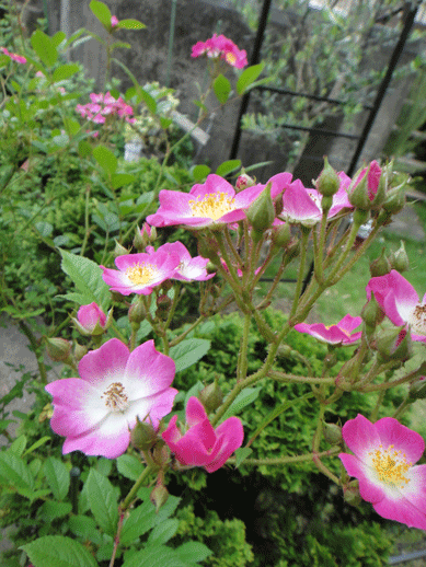 c0197829_16275978.gif