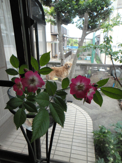 c0197829_16291668.gif