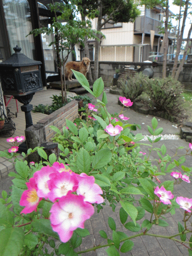 c0197829_16293964.gif