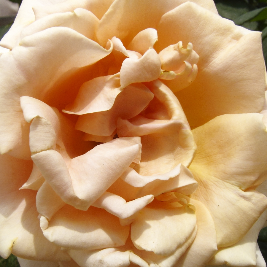 c0169436_0304520.jpg