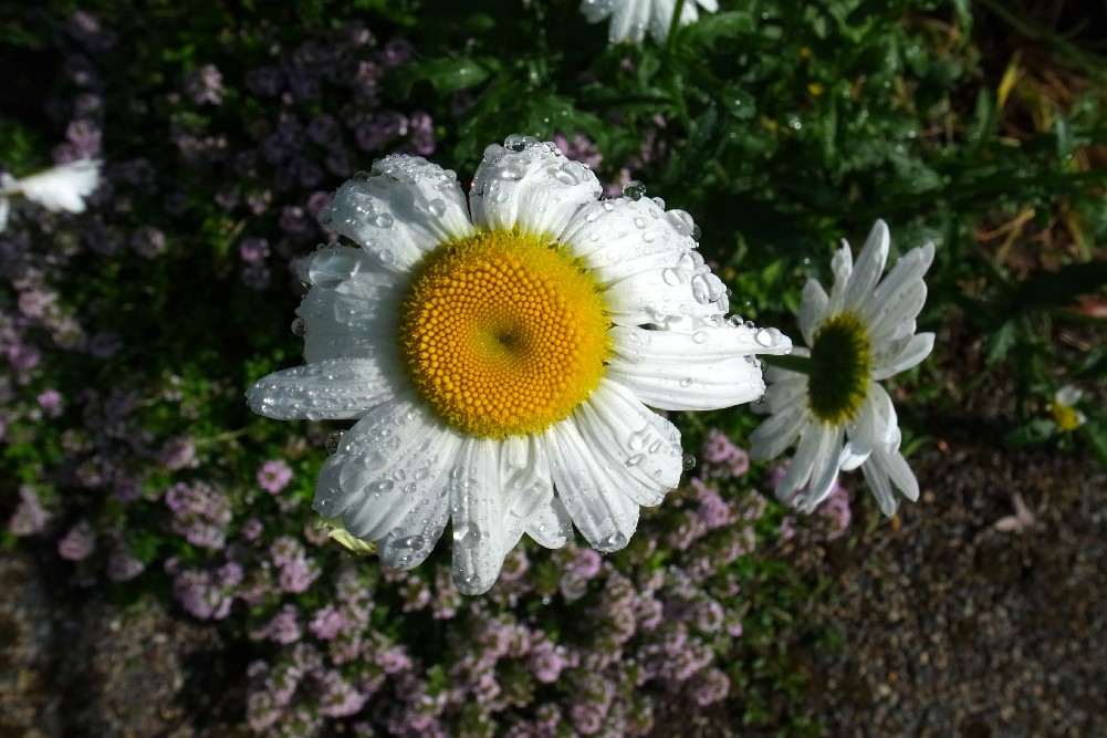 e0009147_15362938.jpg