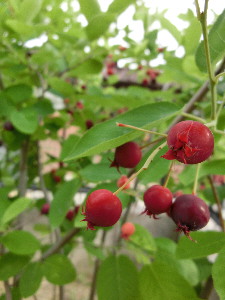 c0208974_21331237.jpg