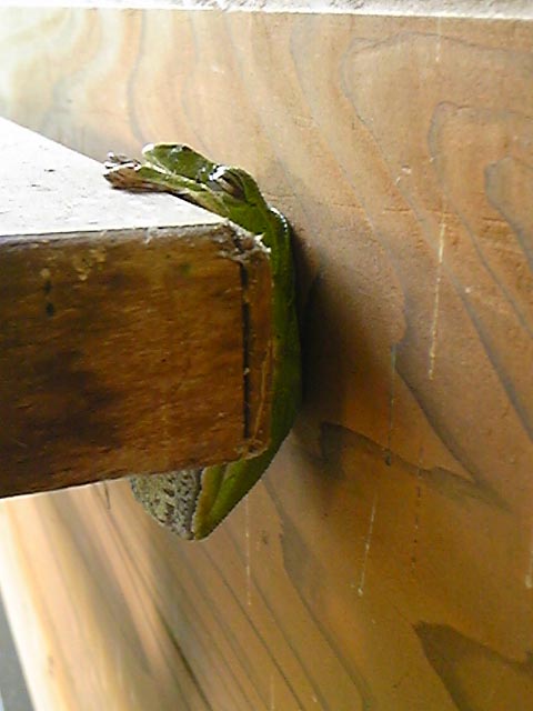 e0118274_2294311.jpg