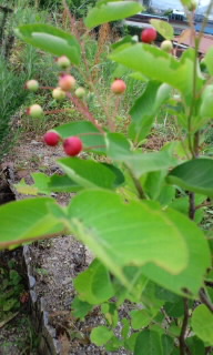 c0228378_7363442.jpg
