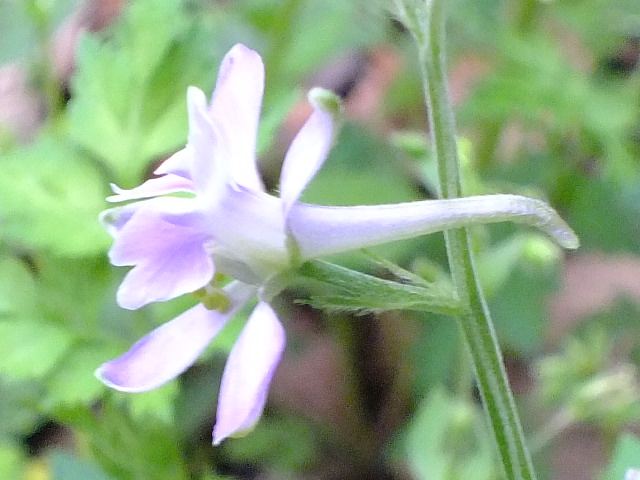 e0145782_21303717.jpg