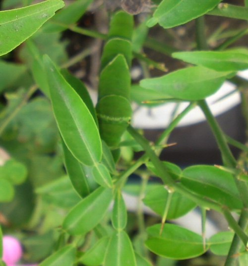 a0031000_1017740.jpg