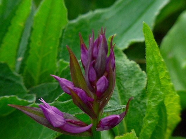 f0157901_11172957.jpg