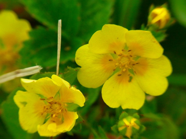 f0157901_1117589.jpg