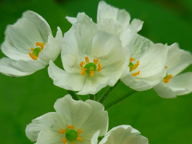 f0157901_11182294.jpg