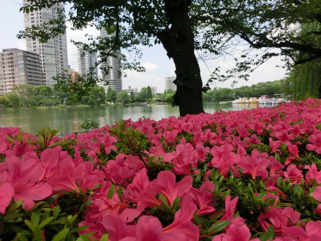 b0190603_14202739.jpg