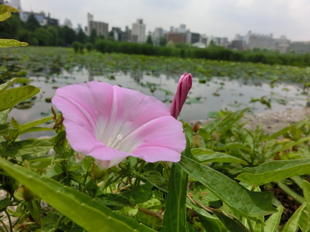 b0190603_14541551.jpg