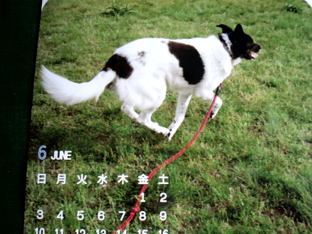 c0117239_7232636.jpg