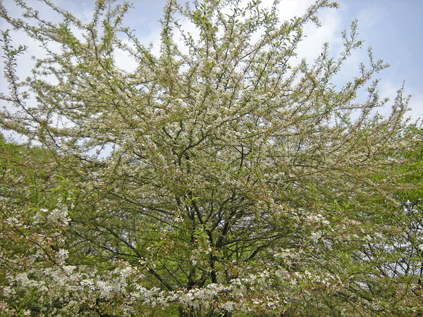 a0001354_2234594.gif
