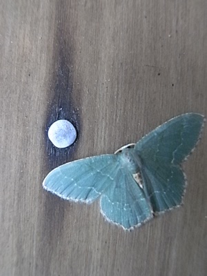 f0168256_138341.jpg