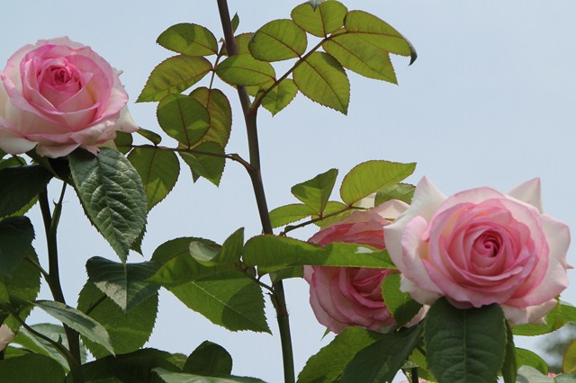 b0242358_22405445.jpg