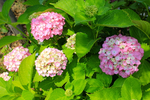 a0248459_1544425.jpg