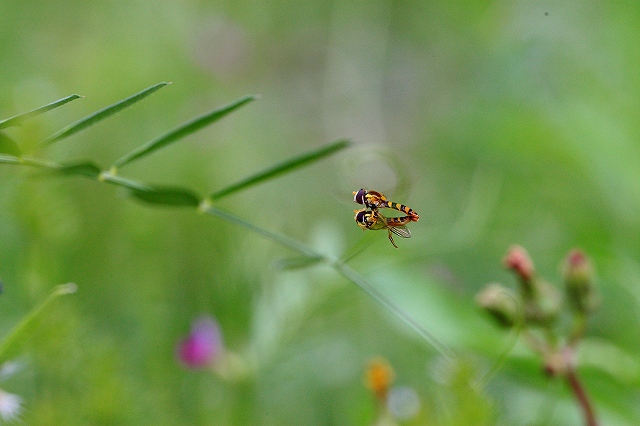 d0128465_8325320.jpg