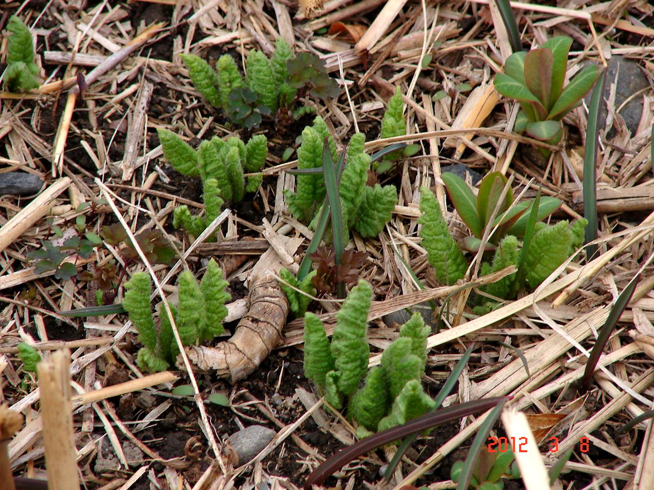 f0104277_6441945.jpg
