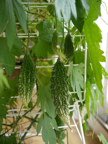 c0090198_4202524.jpg