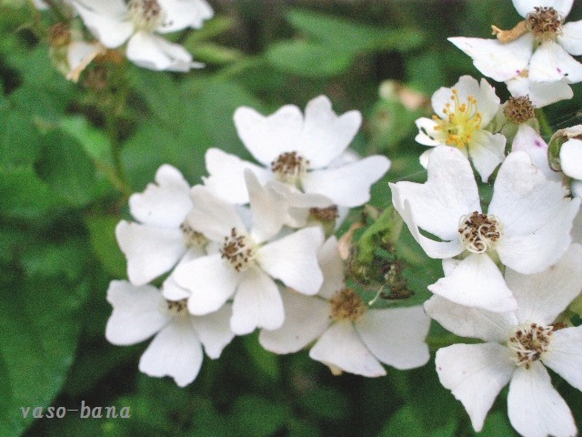 e0025300_14205135.jpg