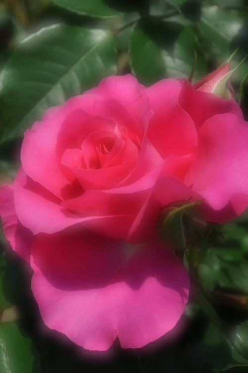 a0248728_16442211.jpg