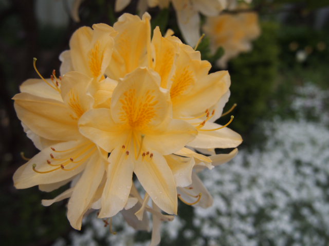 c0117239_7145263.jpg