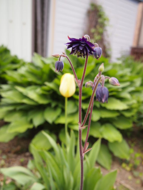 c0117239_722389.jpg