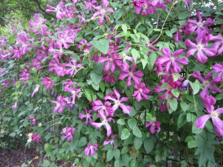 c0025140_20434155.jpg