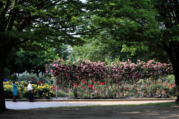 d0135242_953238.jpg
