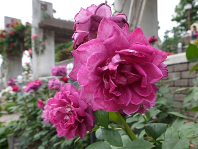 e0100046_21312879.jpg