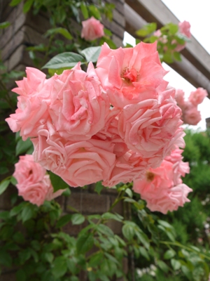 e0100046_21314068.jpg