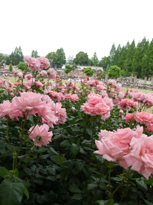 e0100046_21415262.jpg